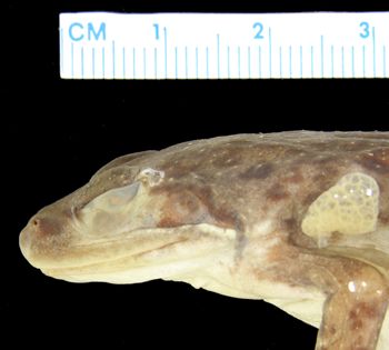 Media type: image; Herpetology A-30144